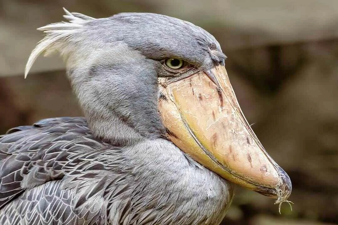 Shoebill mabamba